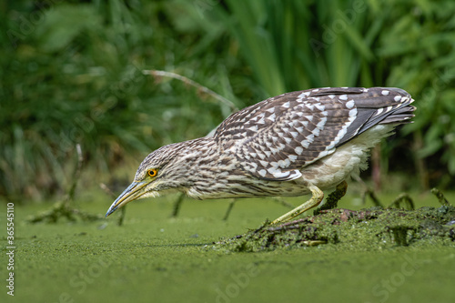 Obraz na plátne Black-crowned night heron (Nycticorax nycticorax) foraging