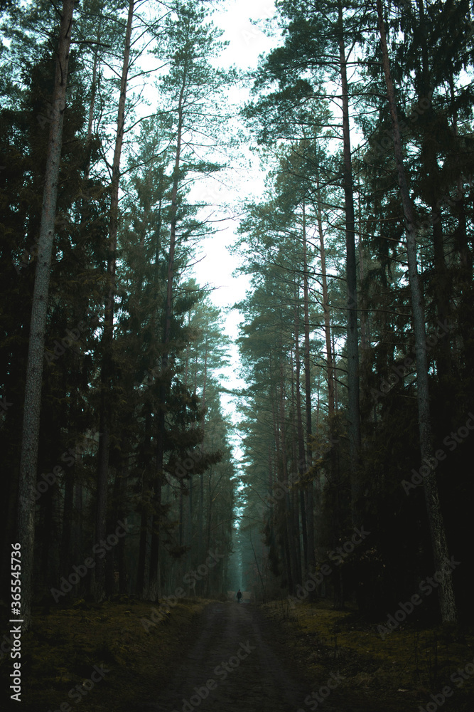 Fototapeta premium morning in the forest