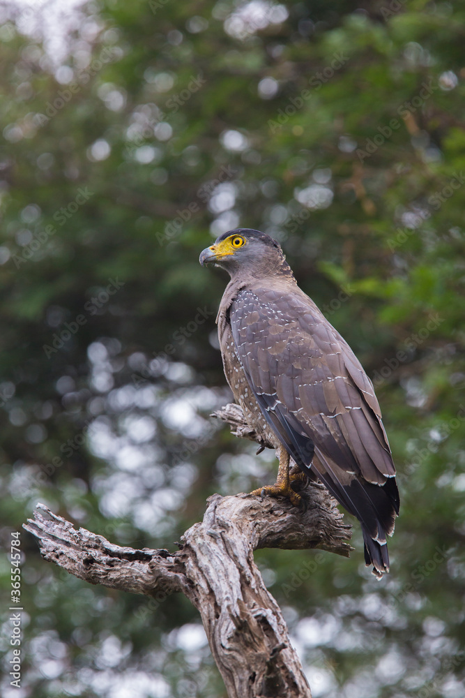 Crested Serpent Eagle (Spilornis cheela) Sri lanka Crested Serpent Eagle (Spilornis cheela) Sri lanka