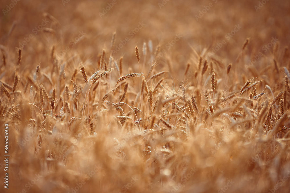 Fototapeta premium background field of yellow wheat ears desktop Wallpaper