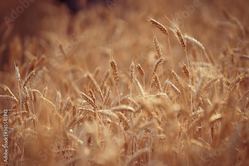 background field of yellow wheat ears desktop Wallpaper