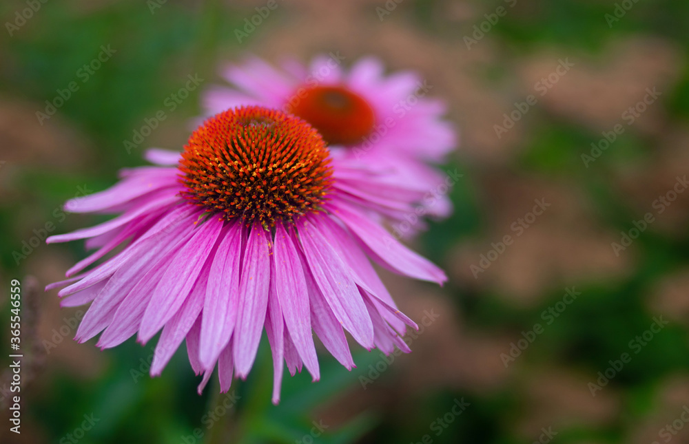 Close up beautiful purple coneflower with copy space. Blooming medical herb echinacea purpurea Close up beautiful purple coneflower with copy space. Blooming medical herb echinacea purpurea