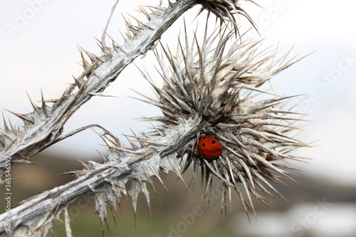 on flowers a ladybug