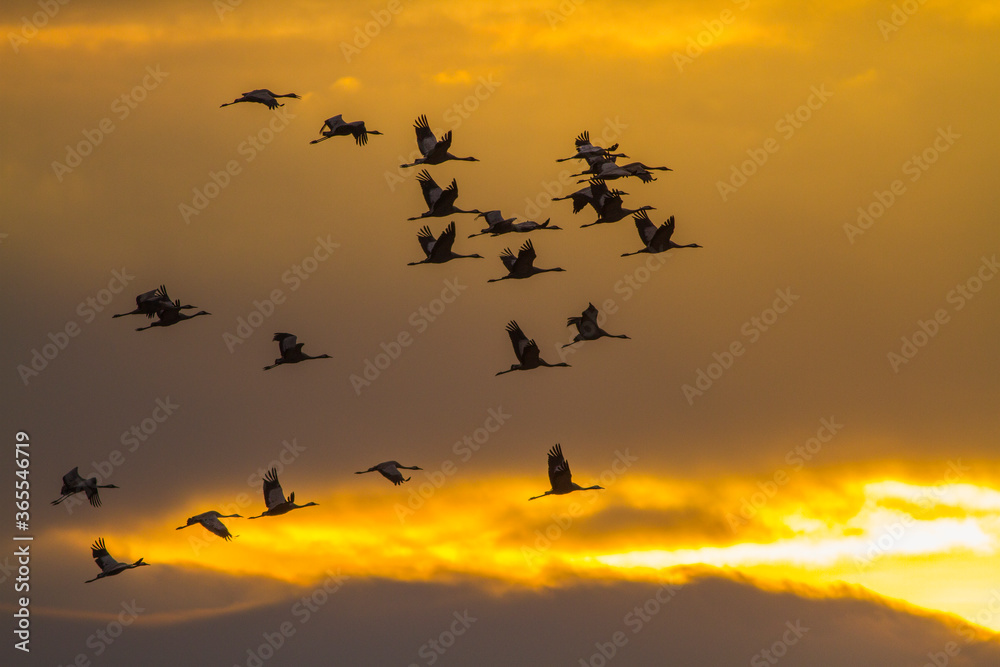 Common Cranes Grus grus flock in flight at sunset