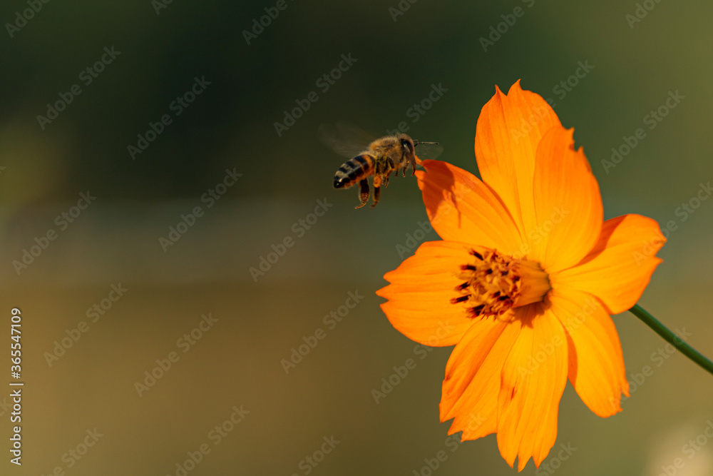 bee on orange flower