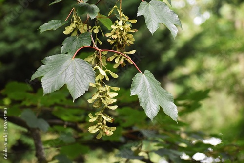 Branches with seeds and leaves of Acer Pseudoplatanus tree, known as the Sycamore or the Sycamore Maple. photo