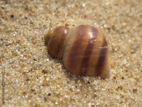 Brown stripped shell on the beach sand, Gdansk, Poland