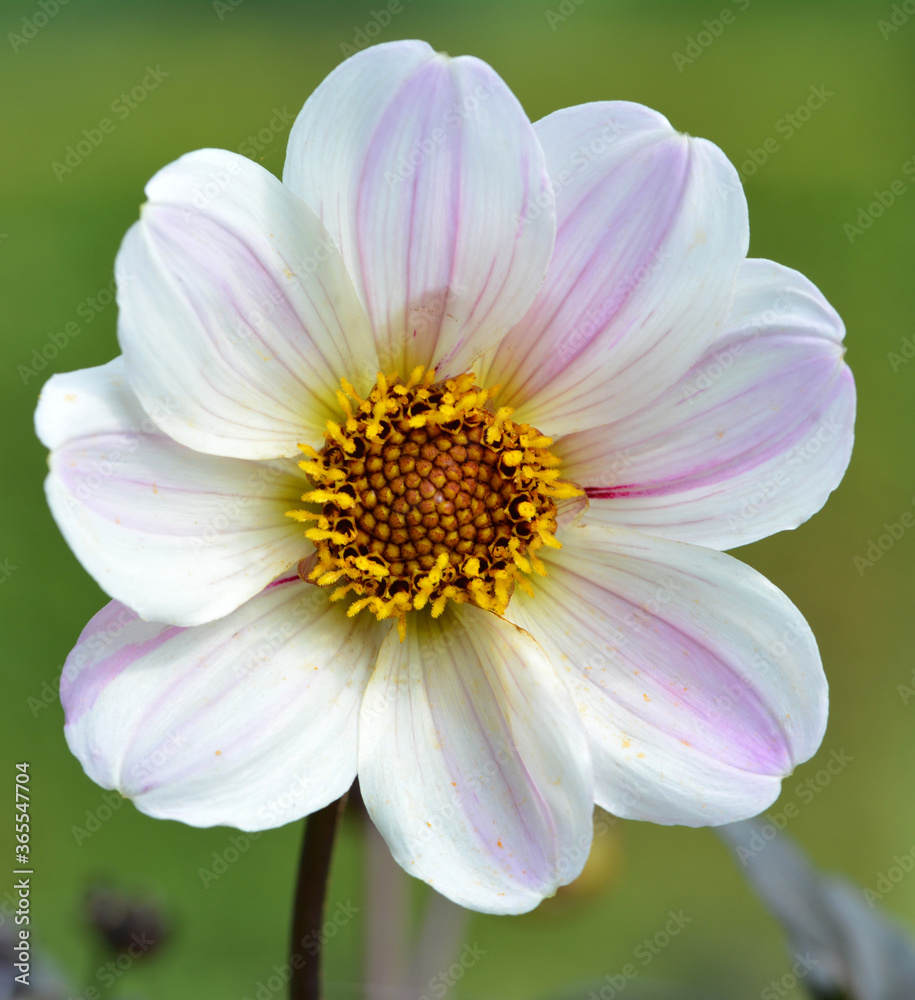 Dahlia Dahlia