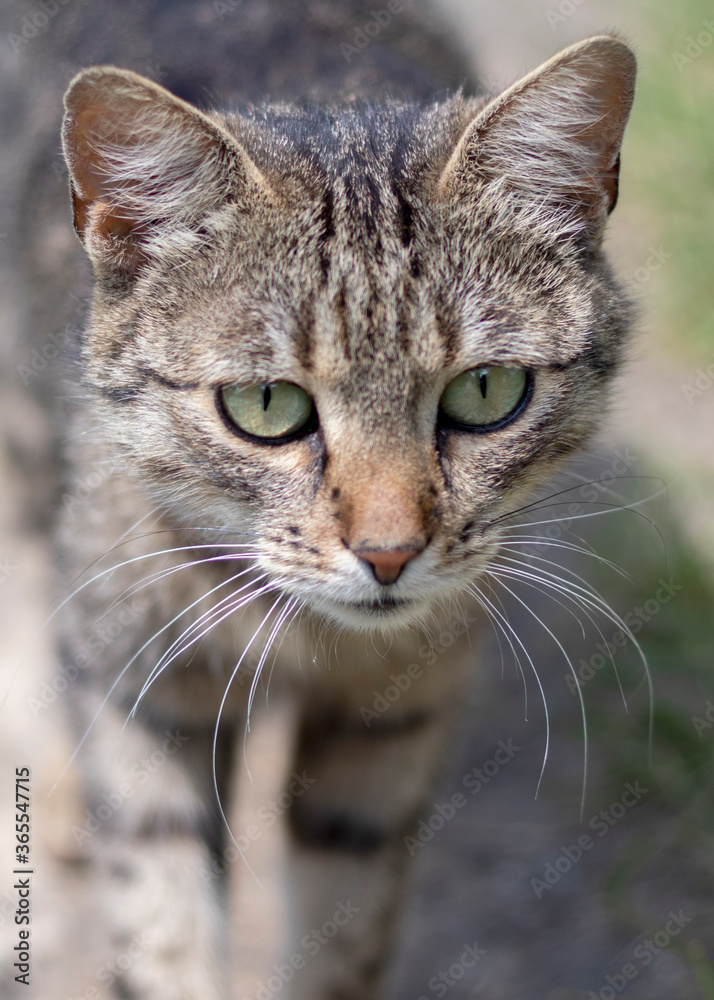 Portrait of tabby street cat closeup.