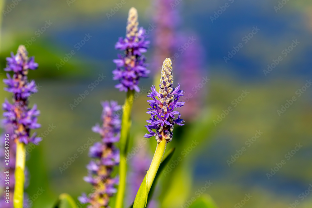 Pickerel weed flower - Pontederia cordata in native American flower Pickerel weed flower - Pontederia cordata in native American flower