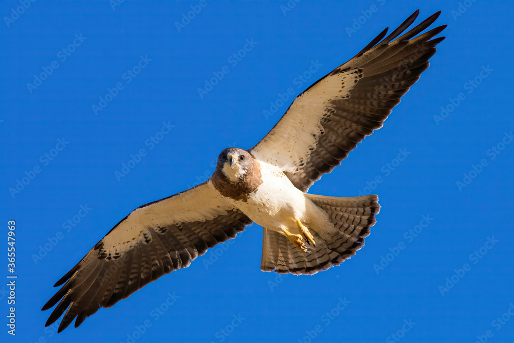 Obraz premium Desert Raptor