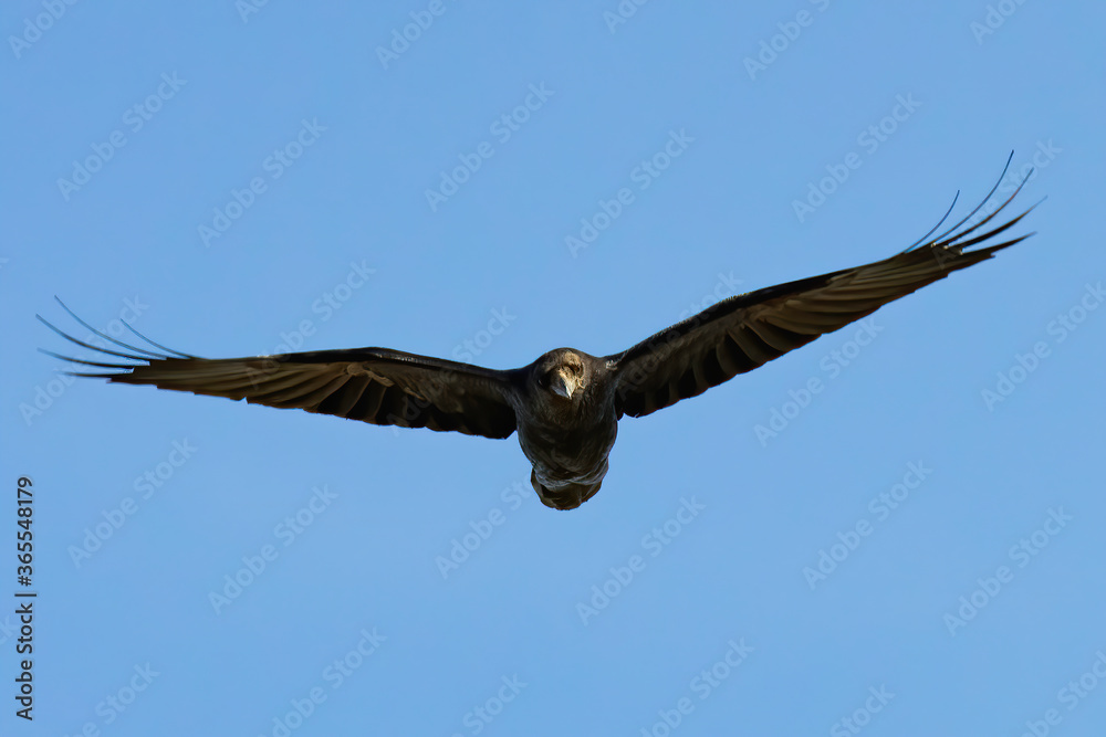 Obraz premium Red Desert Raven