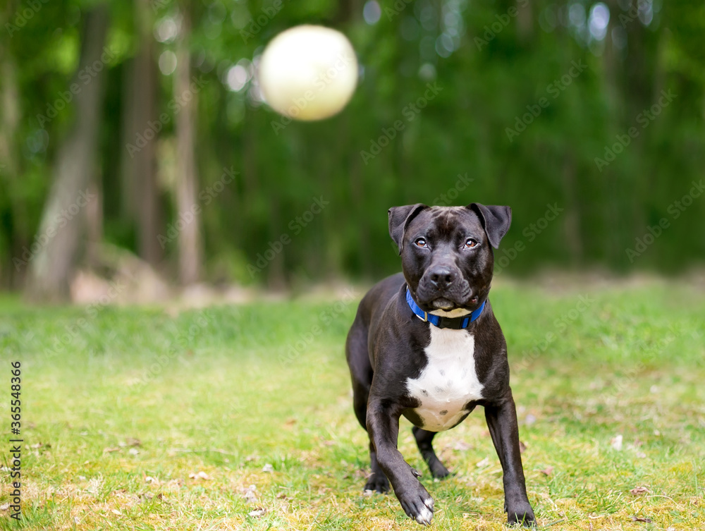 A playful Pit Bull Terrier mixed breed dog about to catch a ball