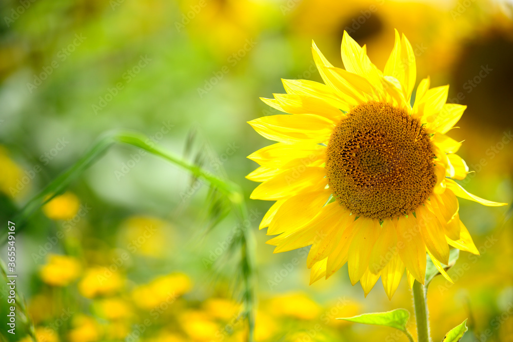 Fototapeta premium Fleur de Tournesol