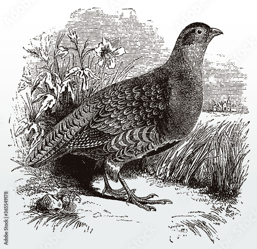 Grey partridge, perdix in side view sitting in a landscape, after an antique illustration from the 19th century