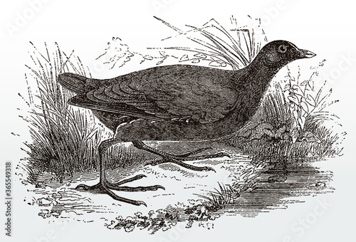 Common moorhen, gallinula chloropus in side view standing on the shore of a lake, after an antique illustration from the 19th century