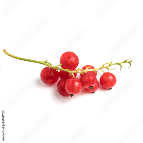 Red currant isolated. Currant red on white background. Currant on branch.