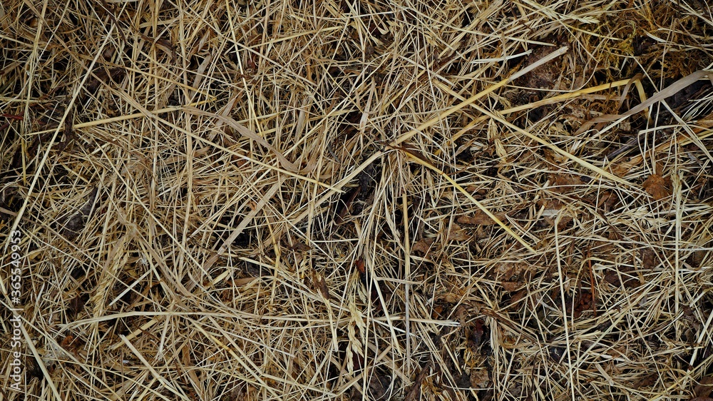 dry grass texture