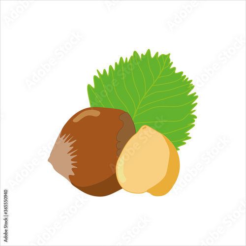 Hazelnut with leaf on white background. Vector illustration in flat style.