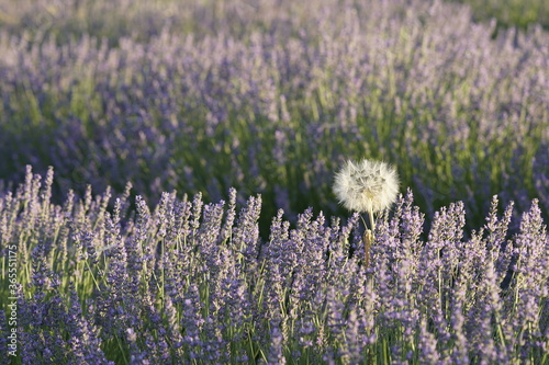 lavender