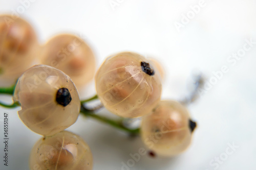 White currant close-up. Ripe berries. Lots of vitamins. photo