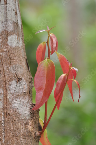 Autumn leaves in botanical garden 