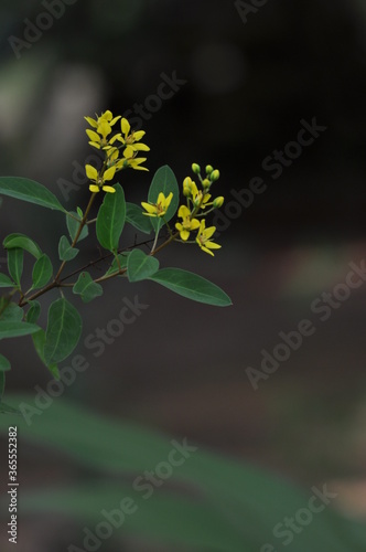 yellow flower on green background,Kerala India .