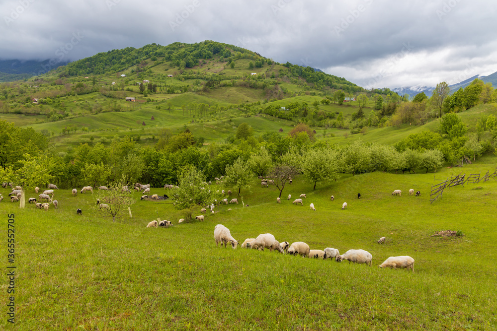 Sheep grazing on filed.  Rural Scene Transilvania, Romania