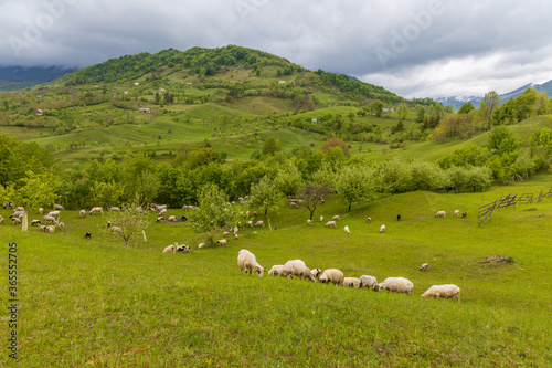 Fototapeta Naklejka Na Ścianę i Meble -  Sheep grazing on filed.  Rural Scene Transilvania, Romania