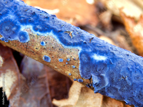 Photos Close up of the fungus Terrana Caerulea, also known as Cobalt Crust or Velvet Bl