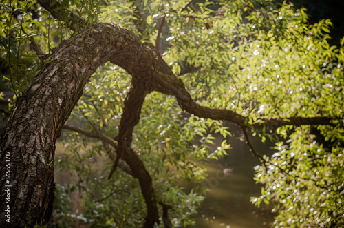 Willow tree by the Pond.