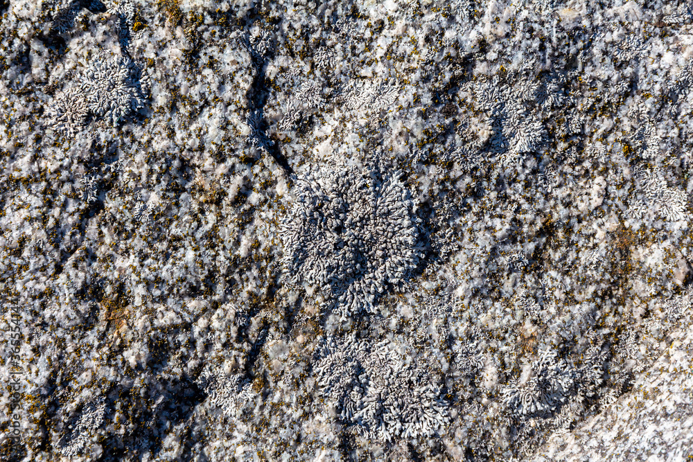 Lichen on granite Lichen on granite