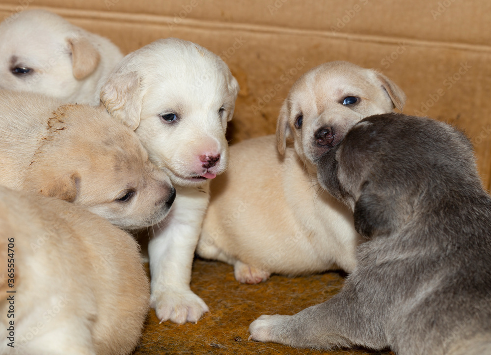 Young dogs. Small puppies get to know the world around them. Young dogs. Small puppies get to know the world around them.