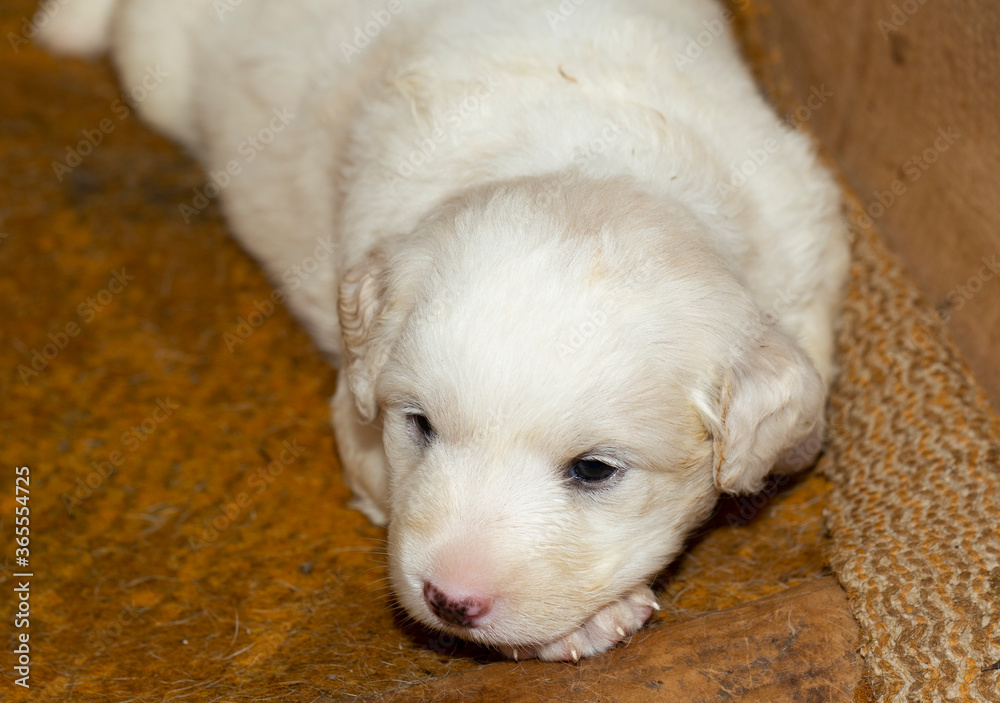 Young dogs. Small puppies get to know the world around them. Young dogs. Small puppies get to know the world around them.