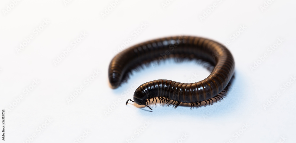 Black millipede. Julida is an ordermillipedes. Black millipede. Julida is an ordermillipedes.
