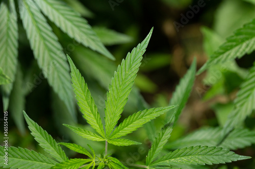 Young leaf of marijuana plant detail. Selective focus.
