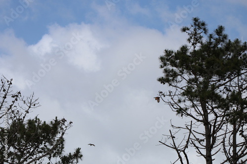 Hawk flying over the pine grove