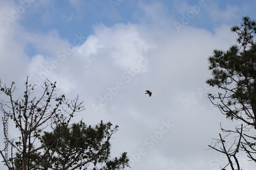 Hawk flying over the pine grove © Vlad Loschi