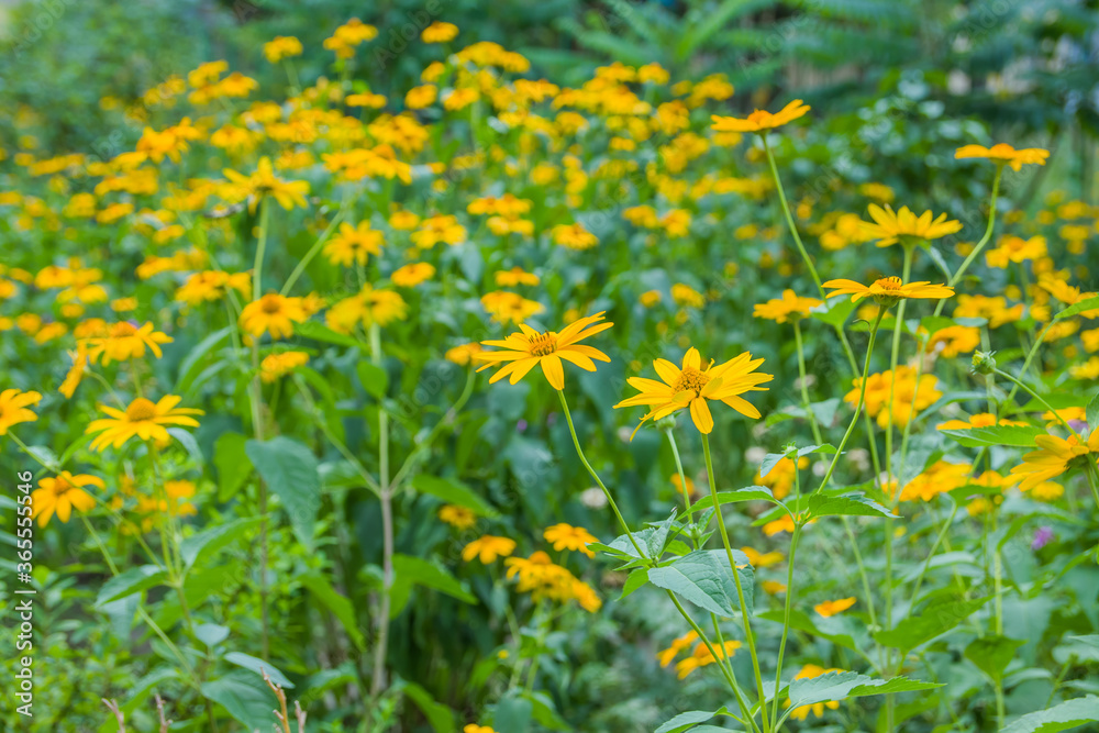 Beautiful yellow echinacea flowers in full bloom in the garden.