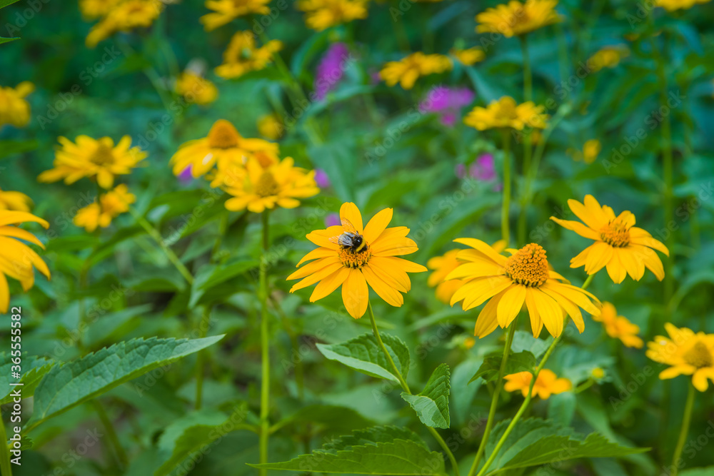 Yellow echinacea flowers in full bloom in the garden. Beautiful bumblebee on echinacea flower Yellow echinacea flowers in full bloom in the garden. Beautiful bumblebee on echinacea flower