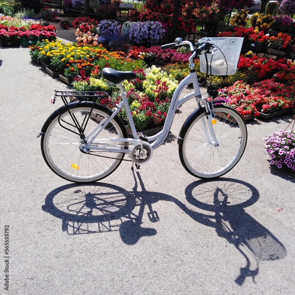 The bike stands in a flower market on a sunny day in summer. White bicycle and blue shadow and multicolored, bright flowers seedlings.