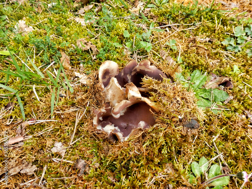 Sarcosphaera coronaria (Violet Crown-cup or Crown Fungus) breaking through the soil photo