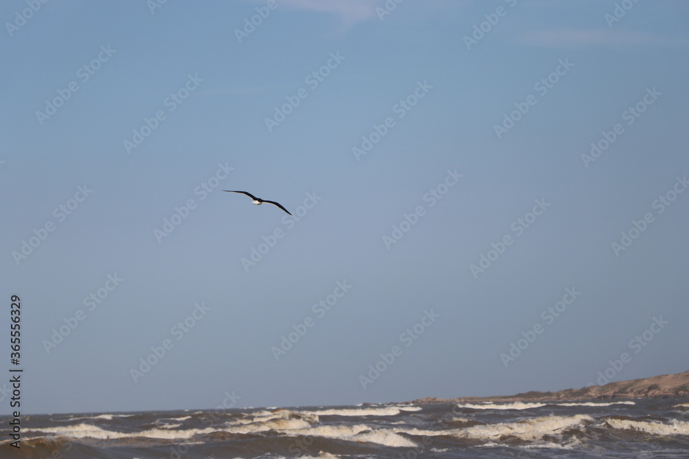 Seagull flying over the beach