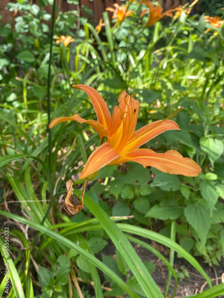 Orange daylilly Orange daylilly