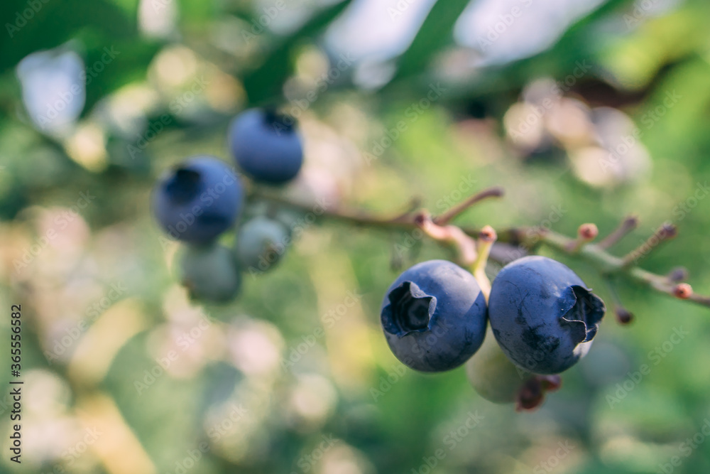 Some blueberries on a branch in the garden close up shot Some blueberries on a branch in the garden close up shot