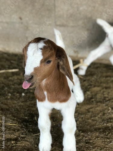 Funny Boer goat.