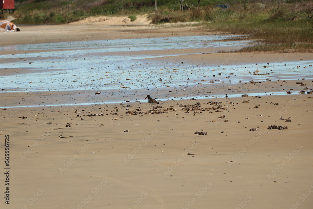 Bird searching for food at the tide line