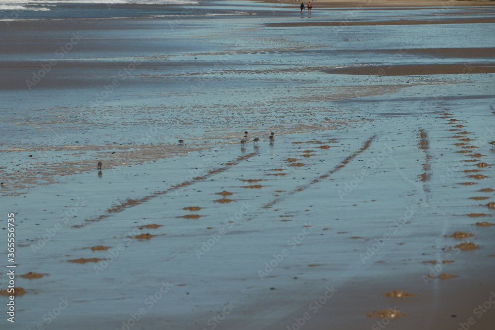 Birds searching for food at the tide line Birds searching for food at the tide line