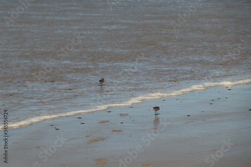 Birds searching for food at the tide line