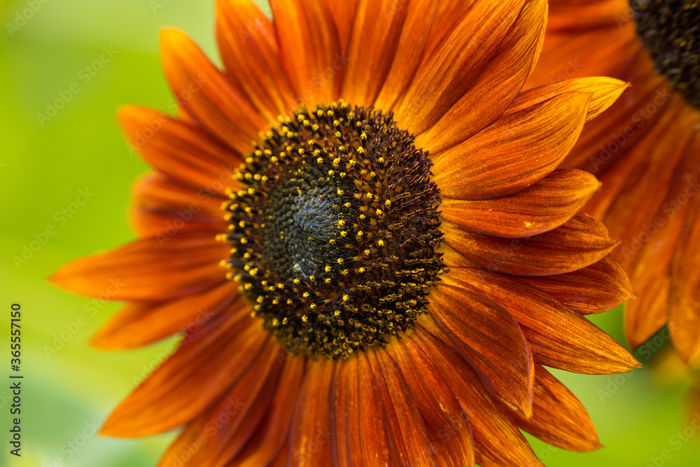 Obraz premium Sunflowers